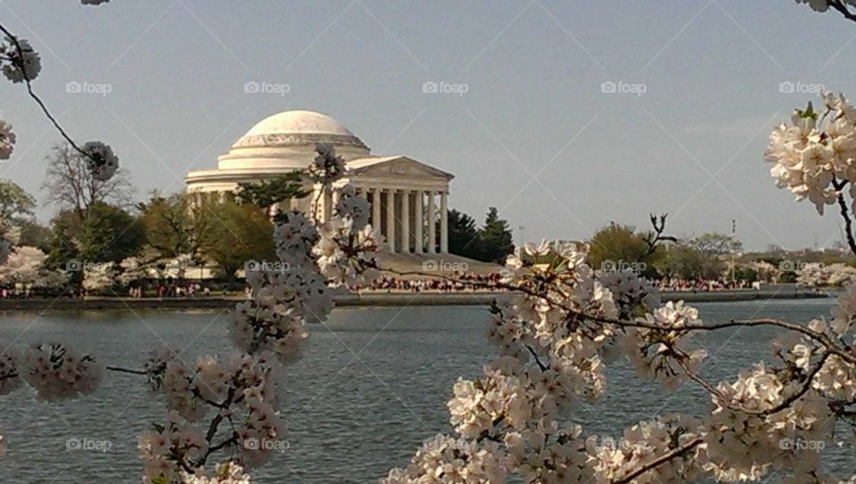 Cherry blossoms at the Jefferson Memorial