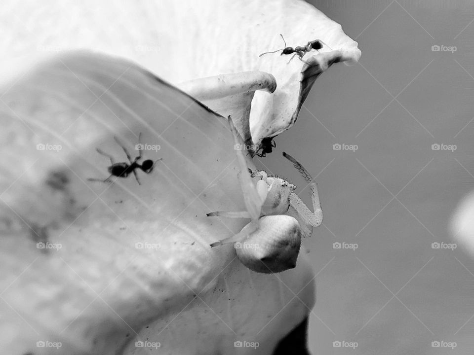 Spider and ants