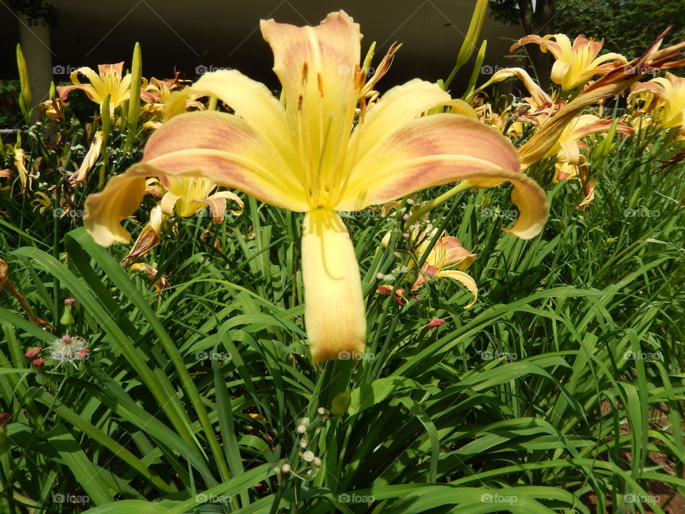 flor amarela, yellow flower