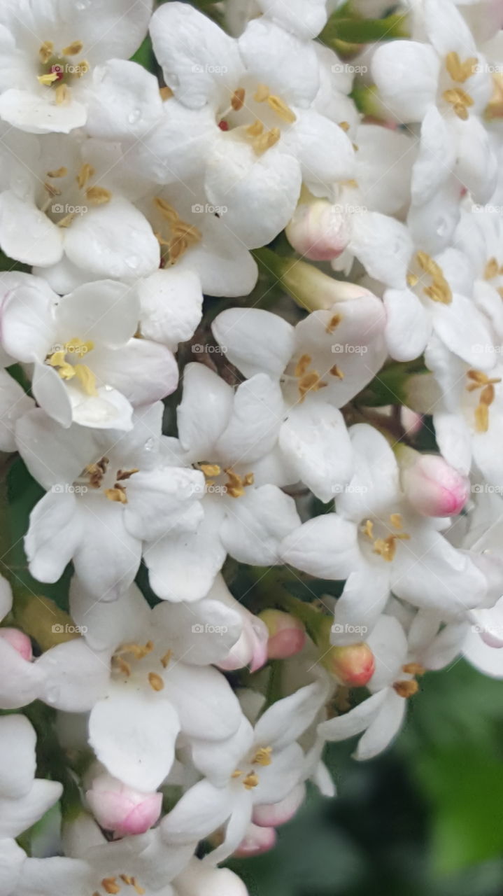 white Macro Shot