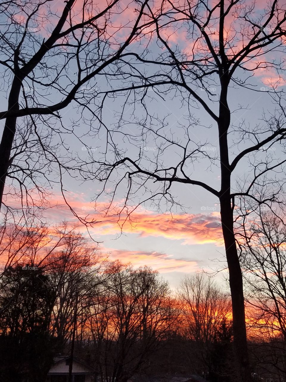Tree, Landscape, Dawn, No Person, Fall