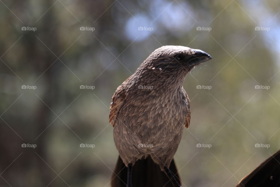 Apostlebird, South Australia closeup side profile 