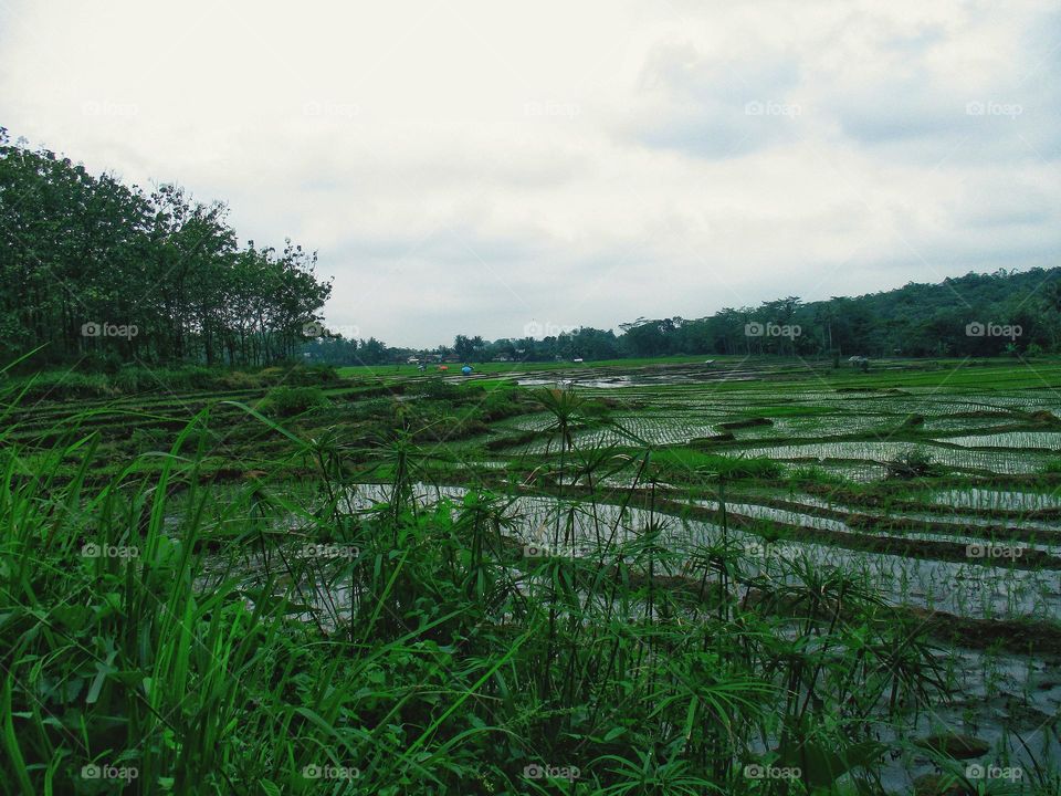 The view of the rice fields and the natural surroundings is beautiful