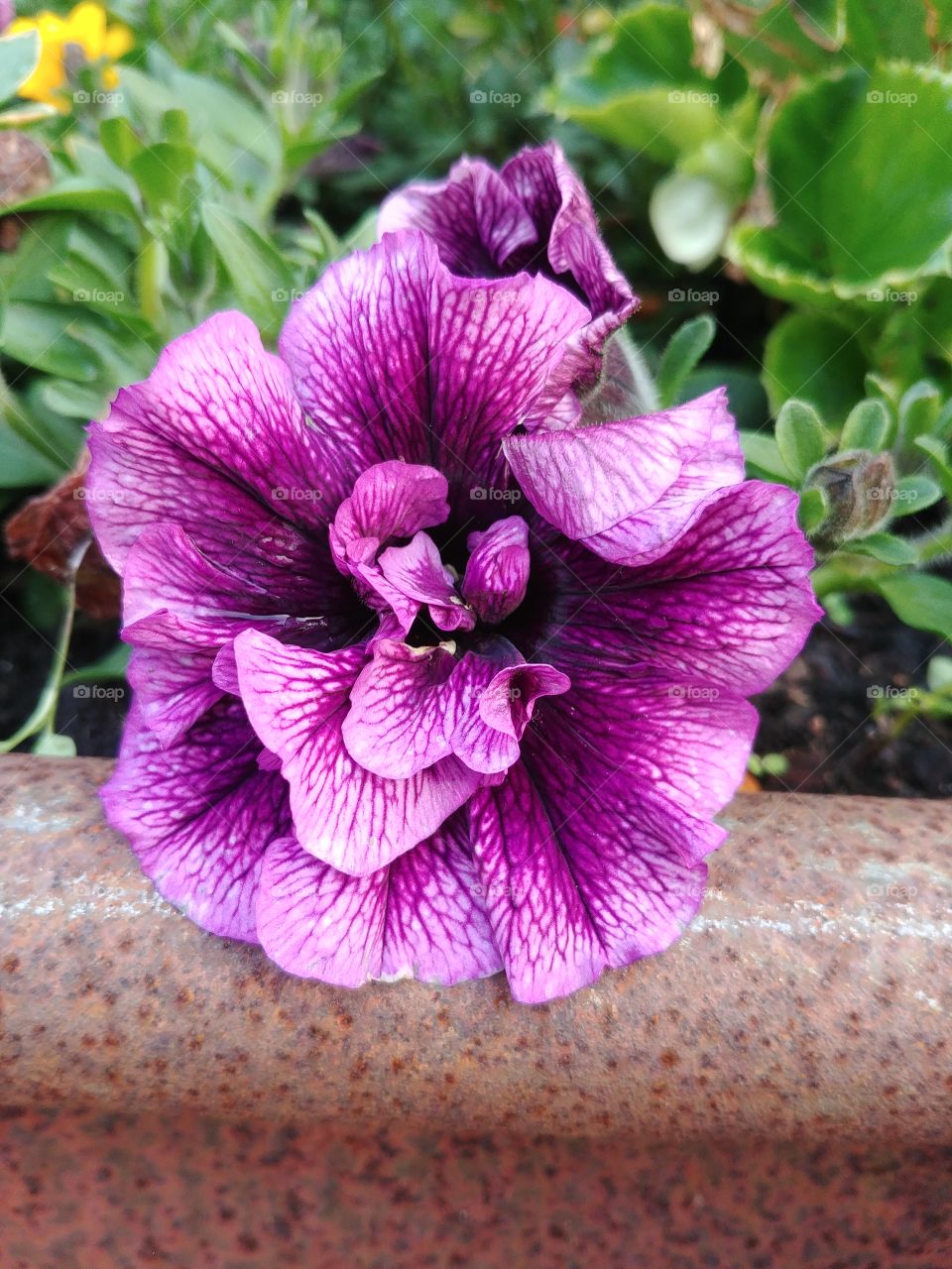 blühen Blüte blume lila purple flower