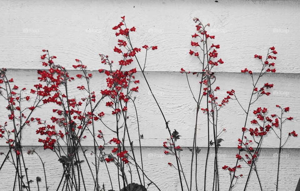 Red flowers against white boards.
