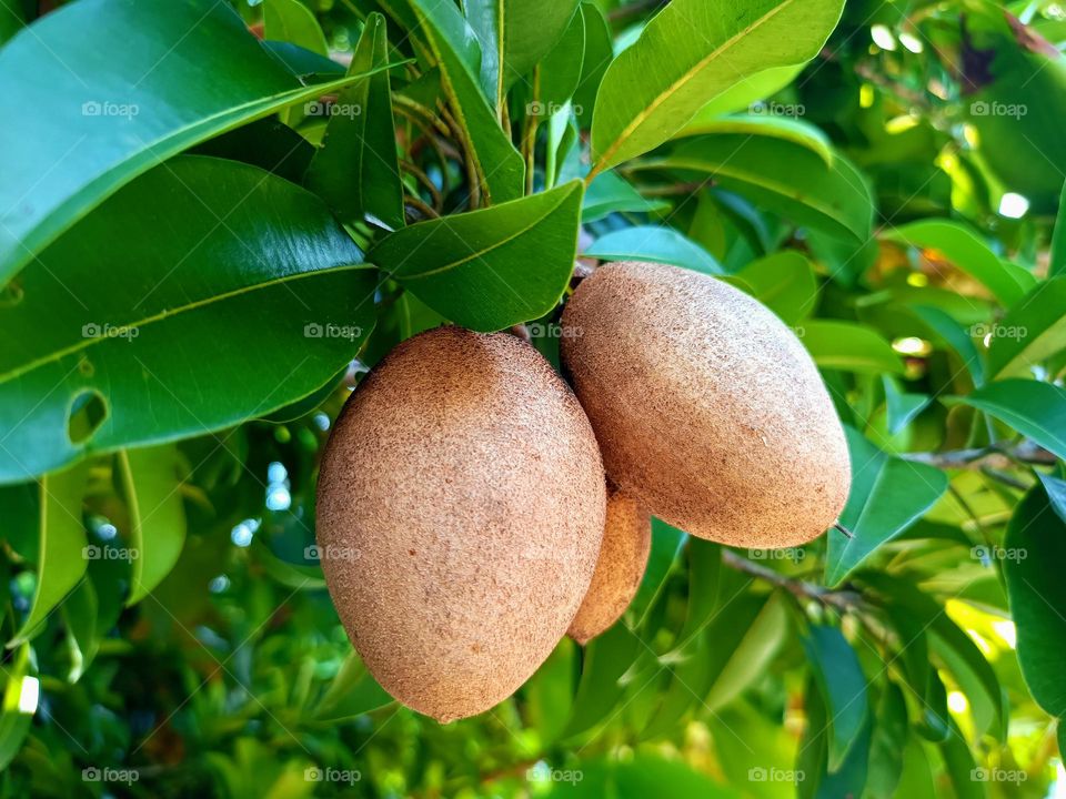 Sapodillas on the tree.A fruiting sapote tree.Chicoo, naseberry,nispero,manikara zapota,chico zapote,chicle,soapapple or named ciku photo taken from Kepala Batas, Penang, Malaysia.