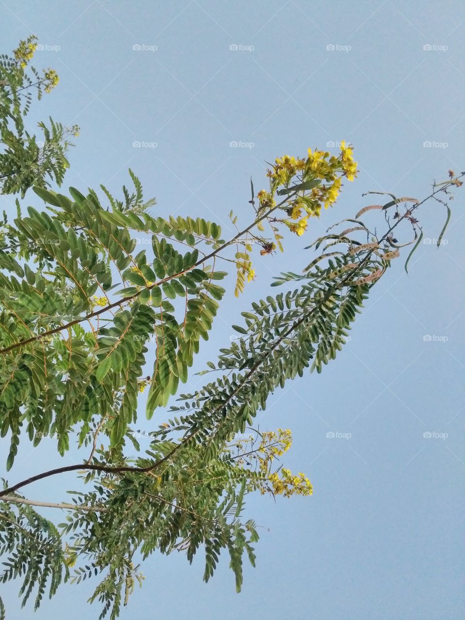 a beautiful flowers tree in the forest.