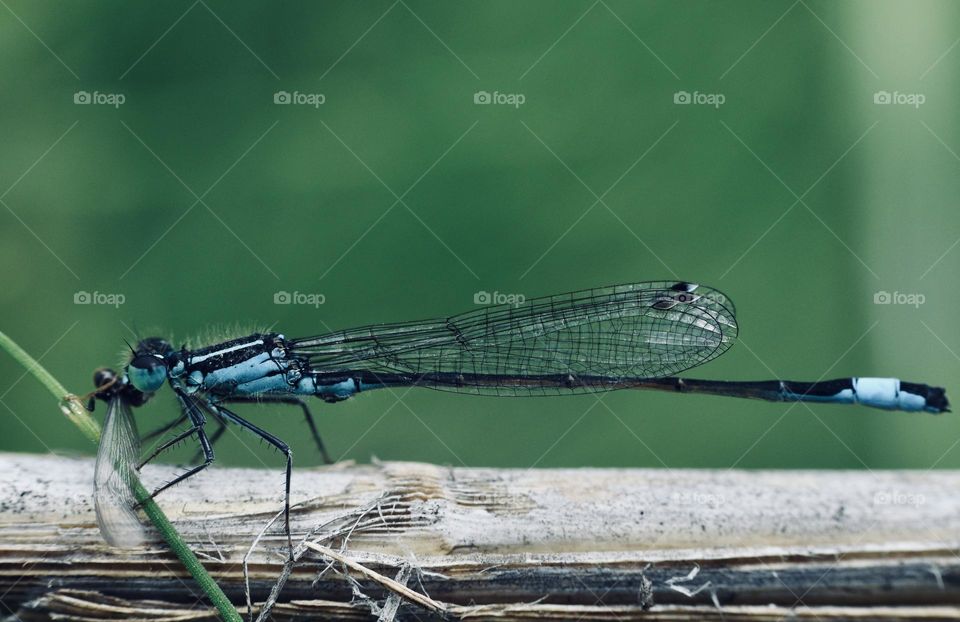 Damselfly 