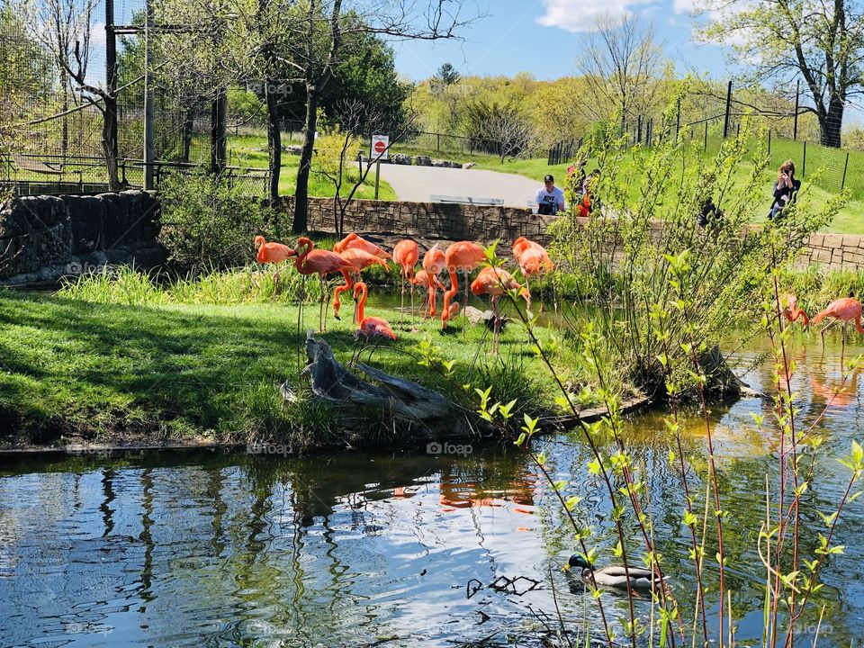 A group of bright pink flamingos grazing in the grass by the water at the Toronto Zoo