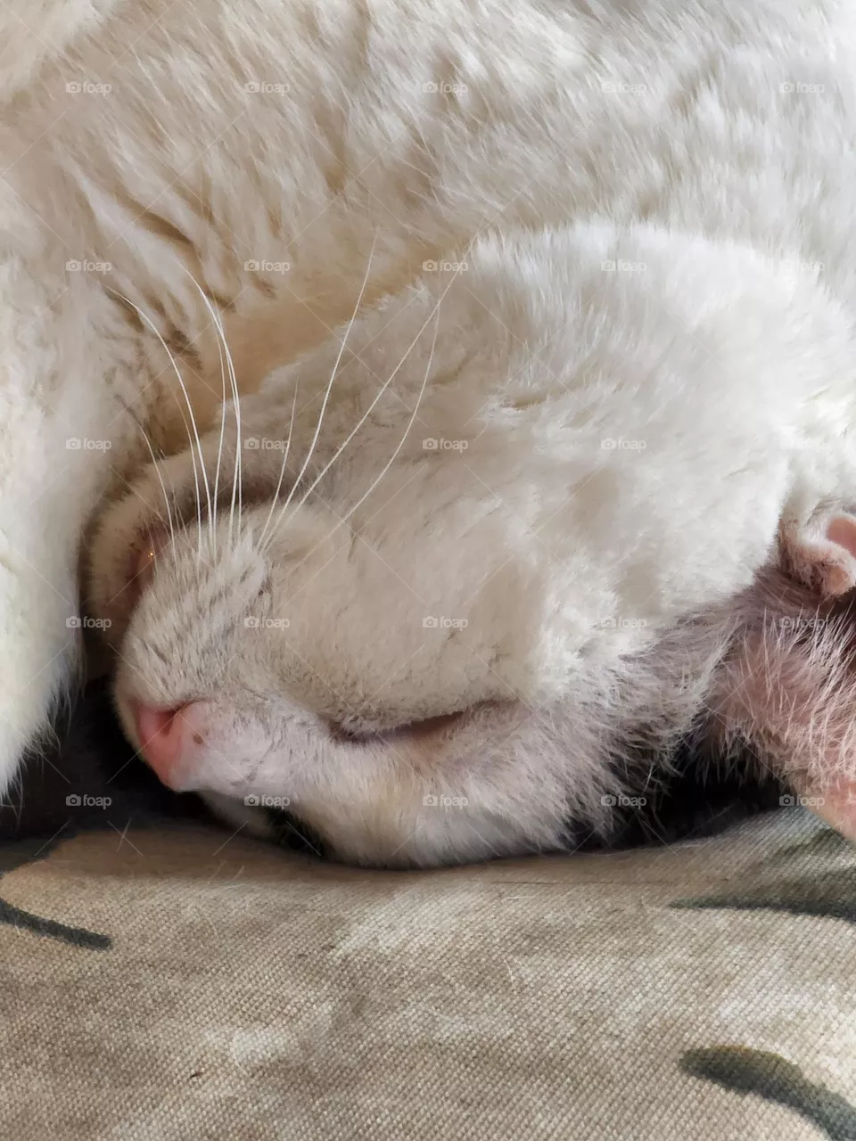 sleeping kitty