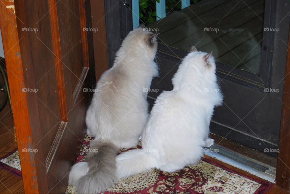 Ragdoll cats looking out the door