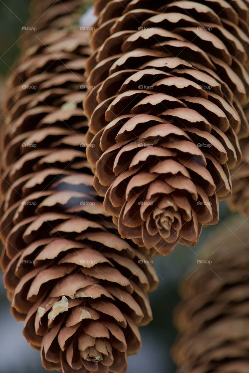 Close-up of pincone