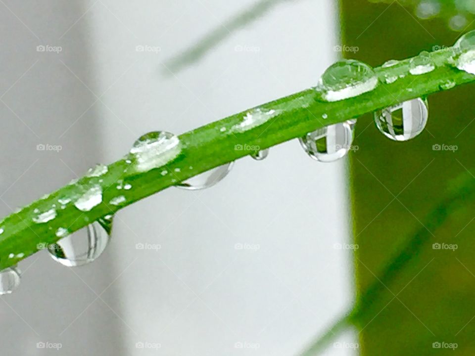 Raindrops on a stem