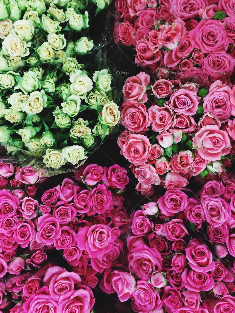 Close-up of flowers