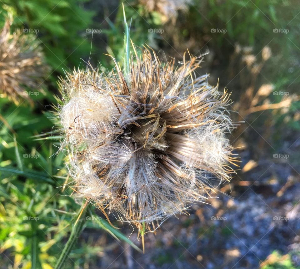 Truffalump trees in the city! 