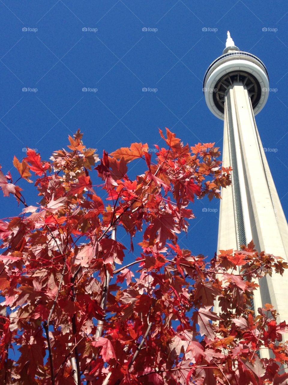 CN Towers. Fall in Toronto 