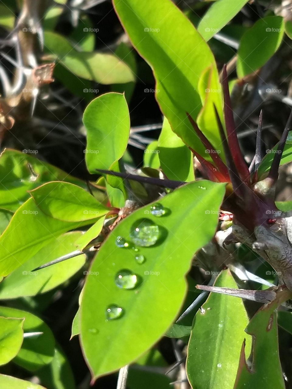 leaves and water drops