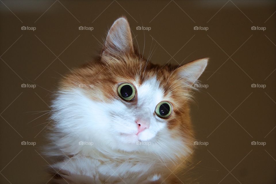 Close-up of norwegian forest cat over brown background