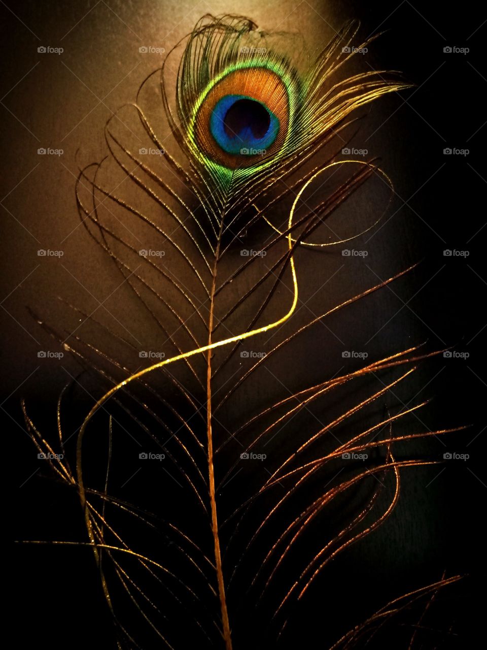 Peacock Feather with Swirl