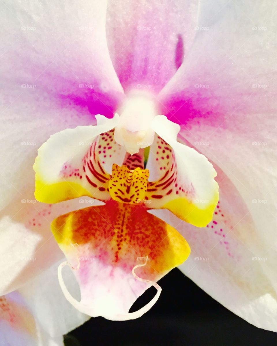 Heart of an orchid 