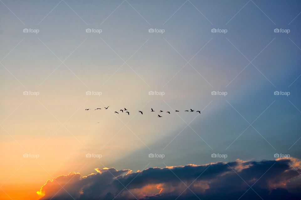 Birds at sunrise