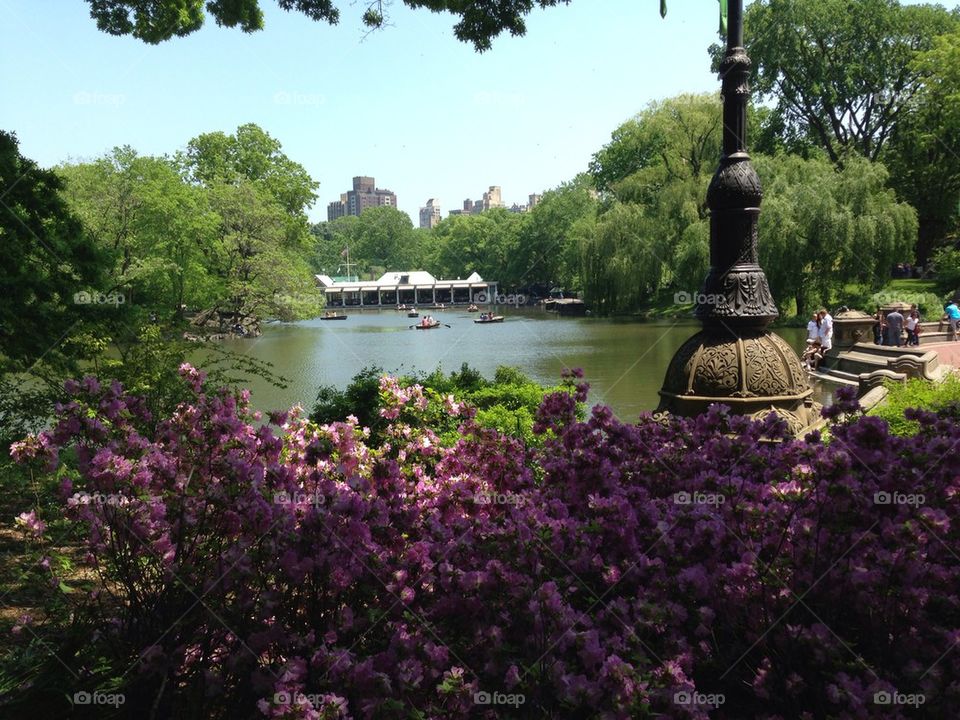May in Central Park 