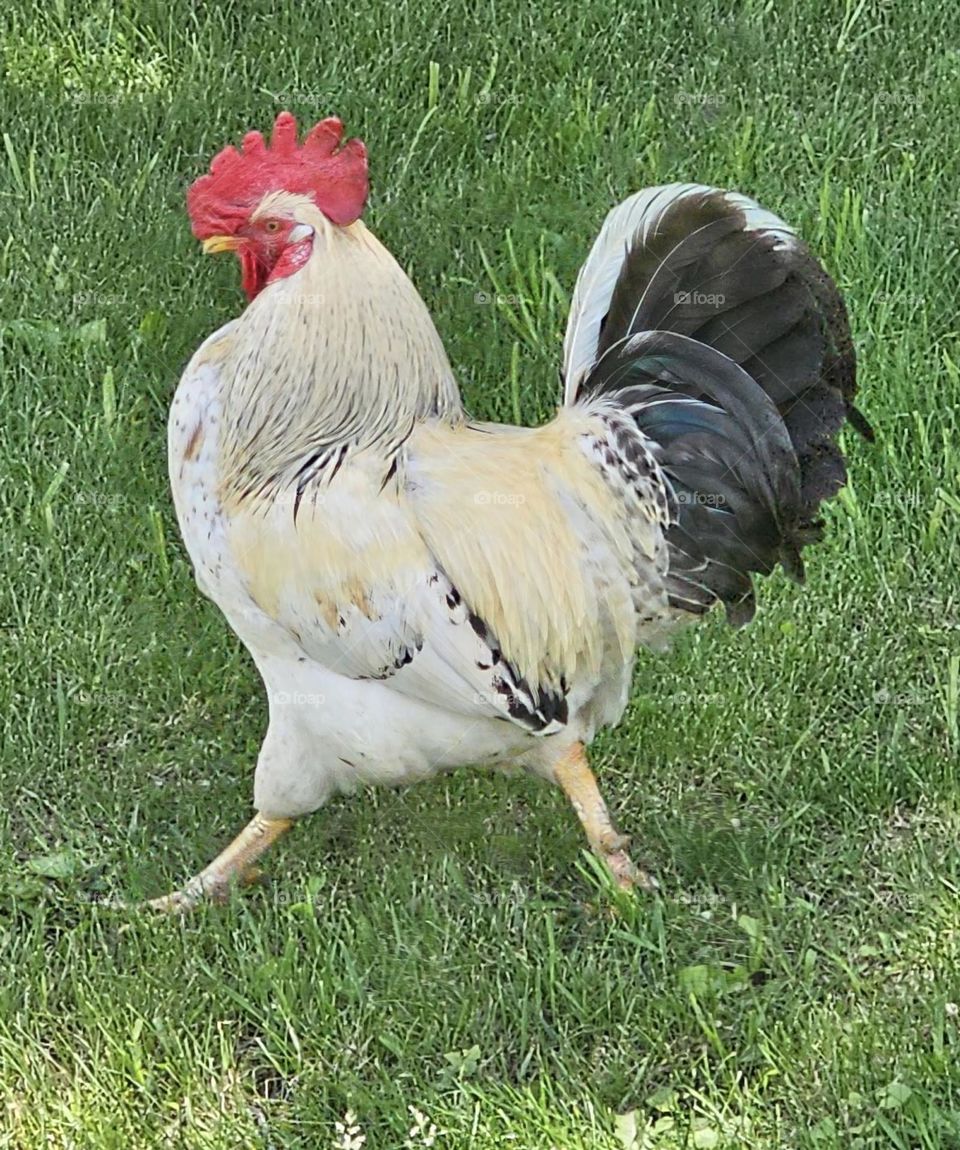 Rooster strutting his stuff 