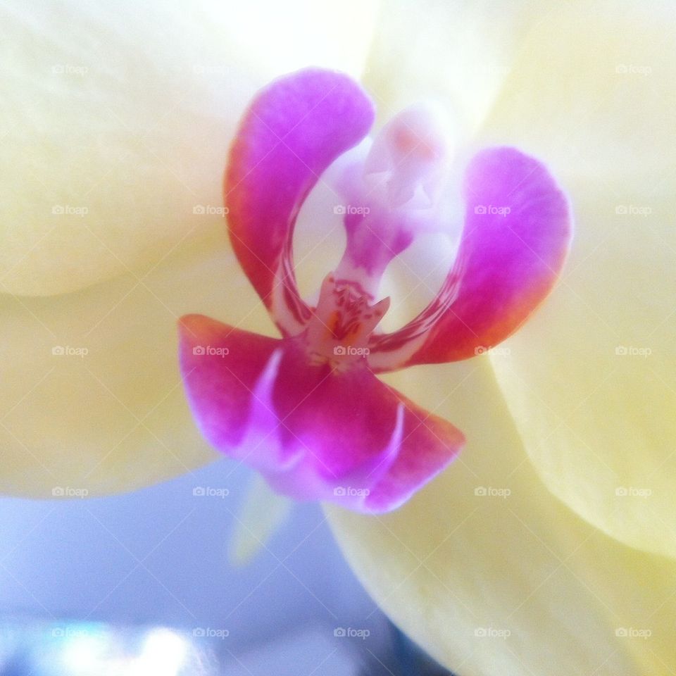 Yellow orchid