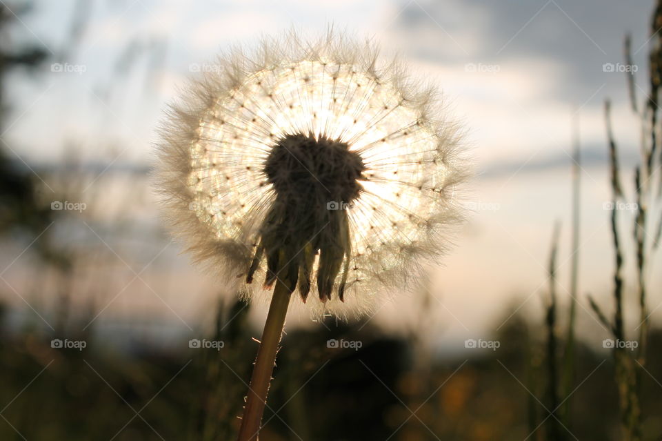 Sun flower. Nature