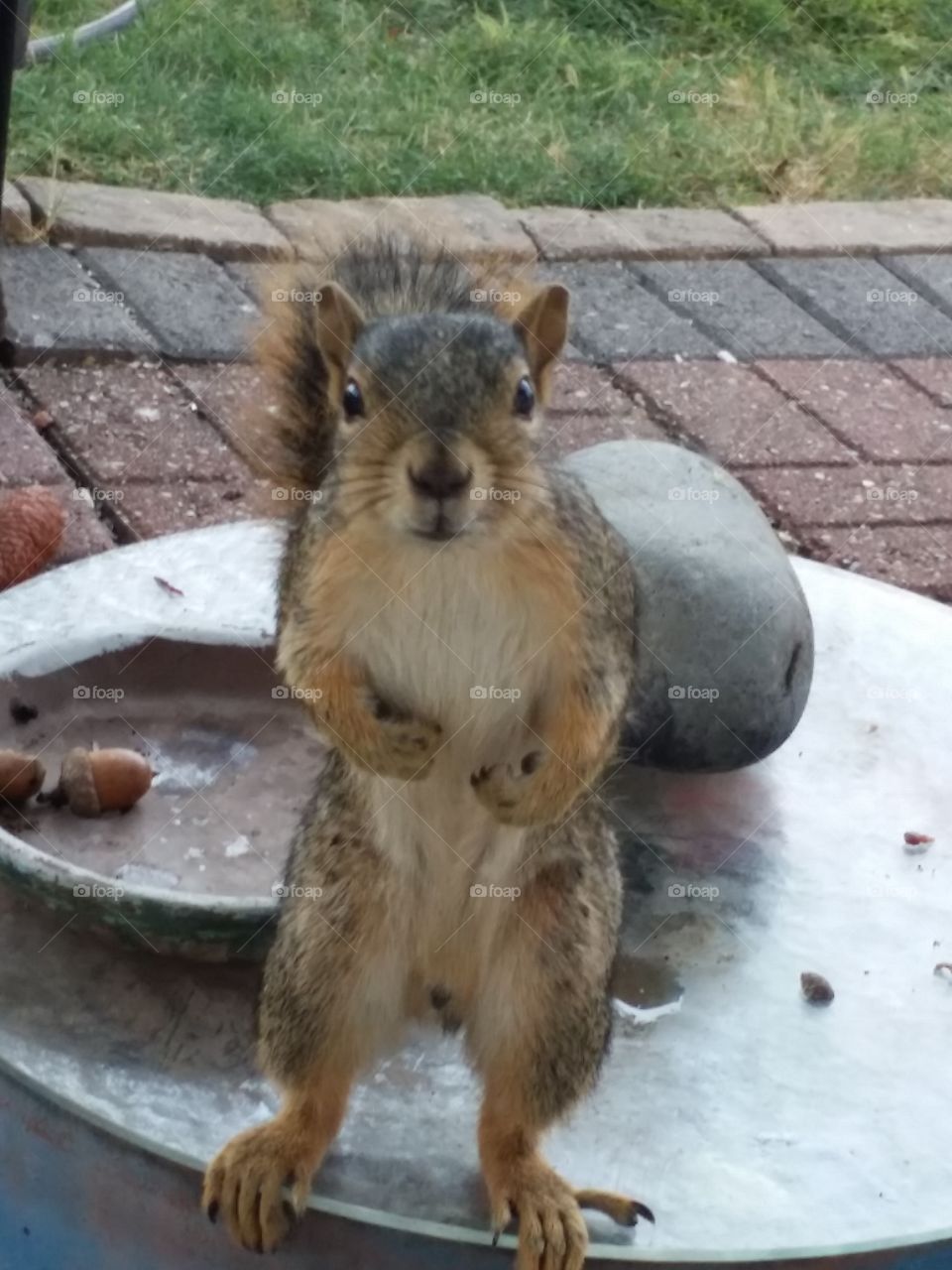 Curious squirrel is very amusing!