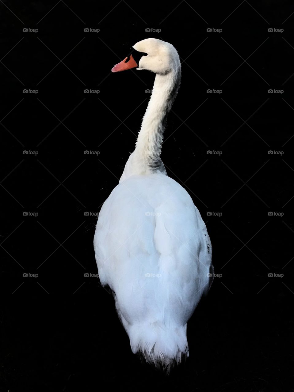White swan on a black lake!