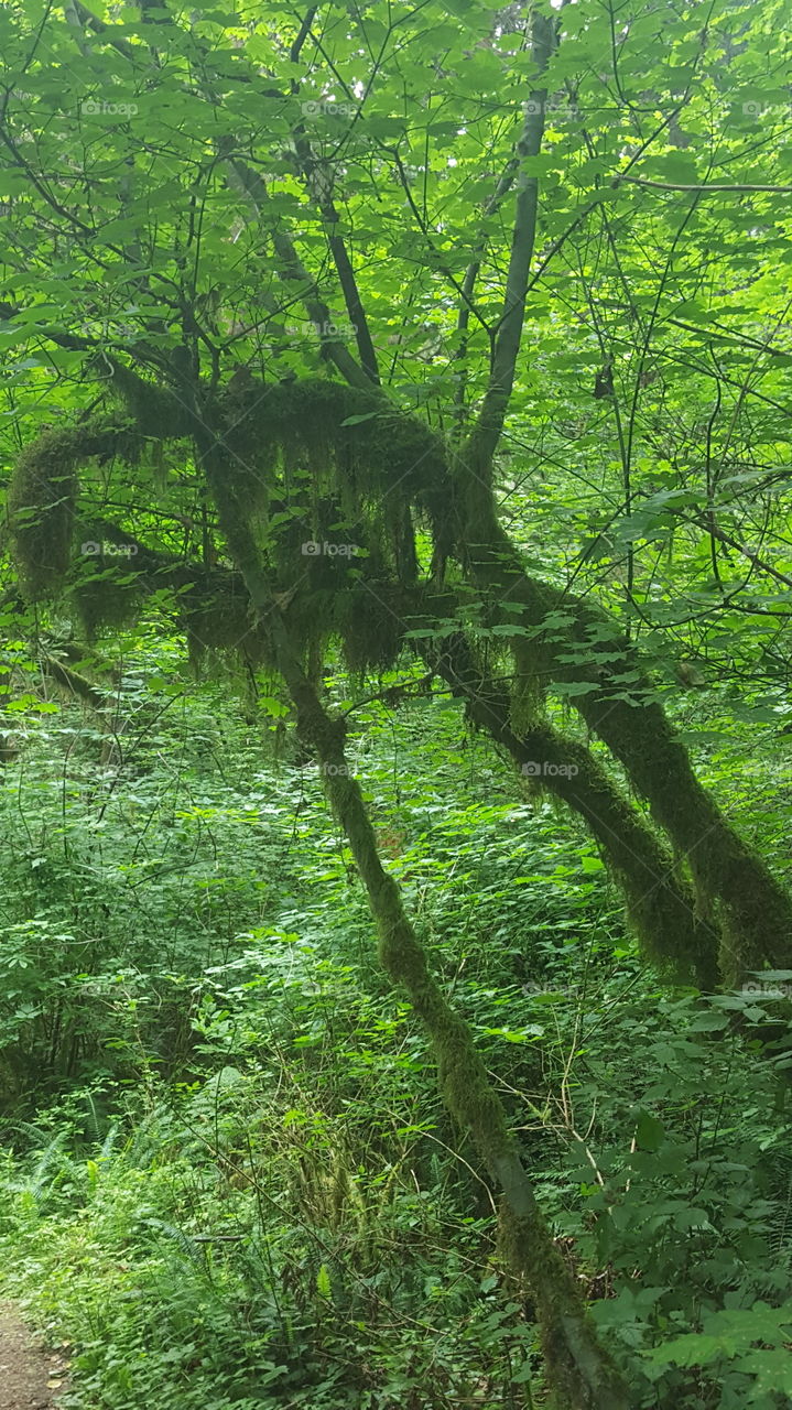 hanging moss