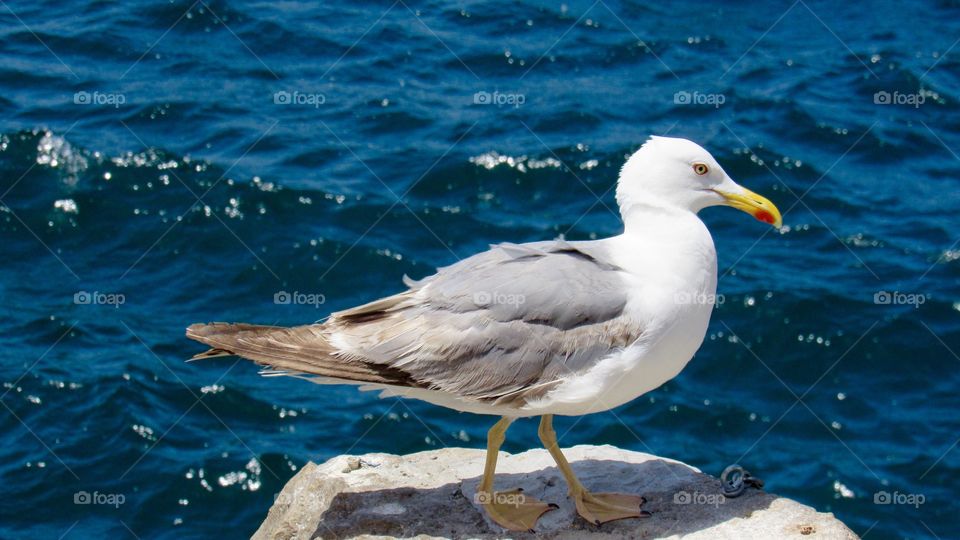 Seagull on the rock with the blue sea in the background
