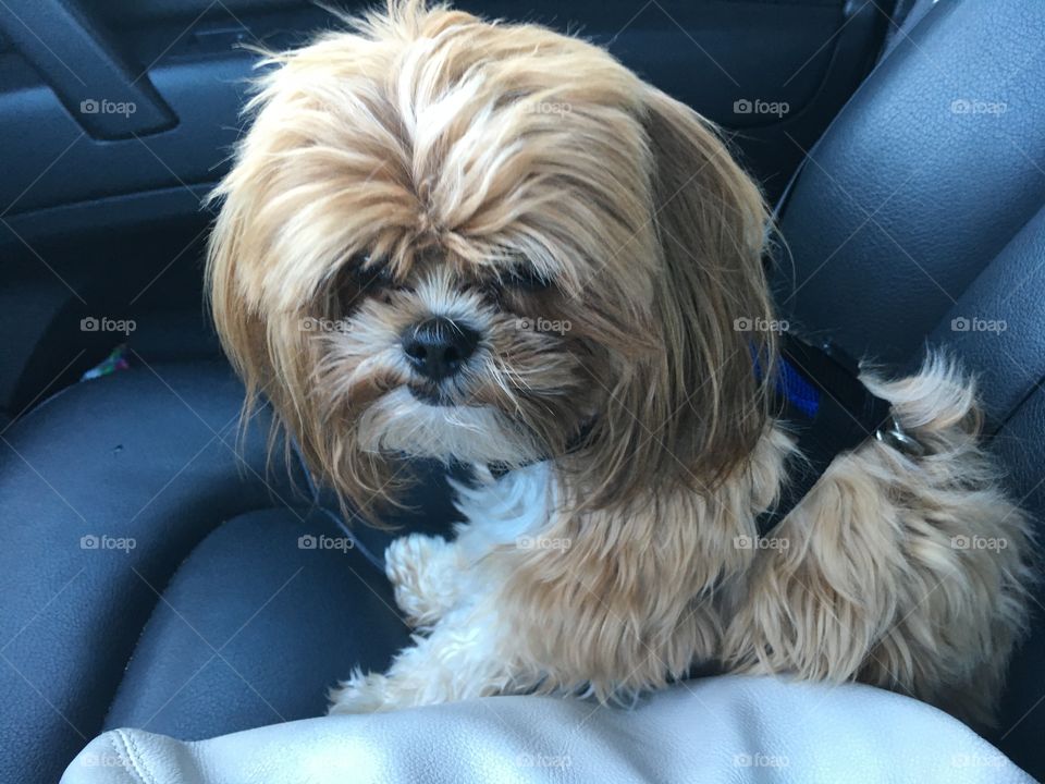 Baxter's car ride. Our little dog Baxter is off for a grooming. He doesn't look very happy!
