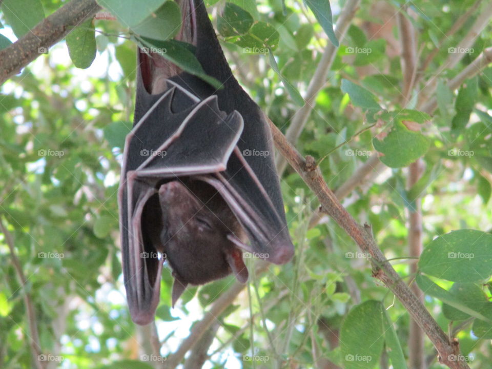 bat