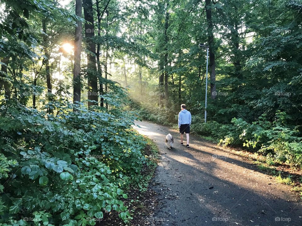 A man walking his Sheltie dog in summer