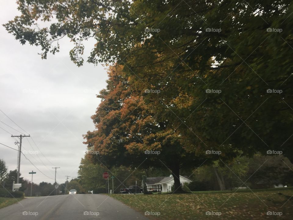 Fall Trees