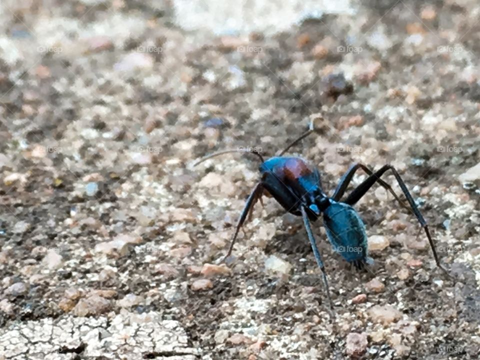 Ant on concrete closeup 