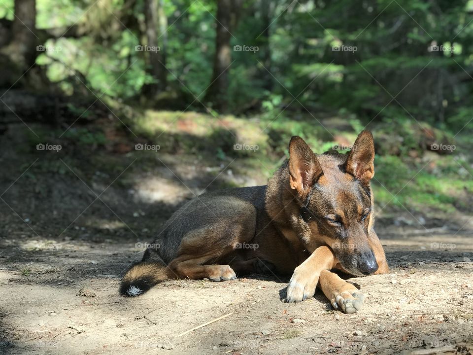Dogs can nap too while they’re camping in the woods, right? Looks comfy! 