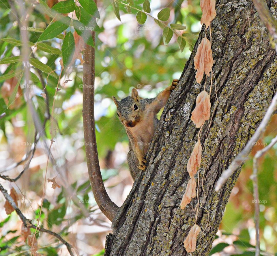 A squirrel in a tree with a red mouth after eating wild berries