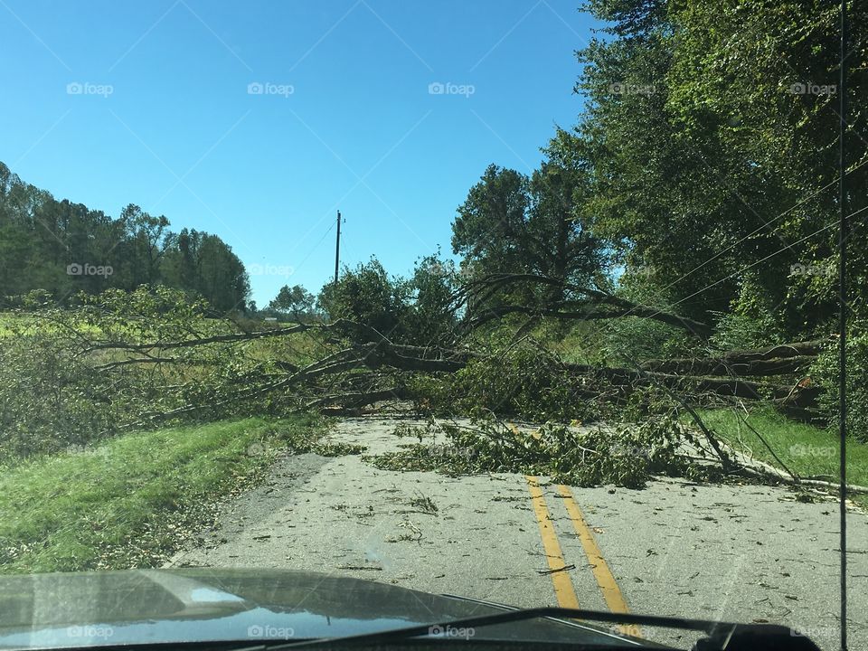 Trees down on the road.  Act of Mother Nature