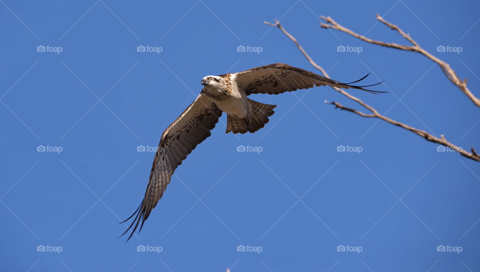 western osprey in flight at a wetlands