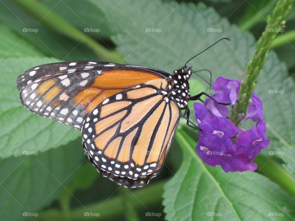 Monarch butterfly with closed wings.