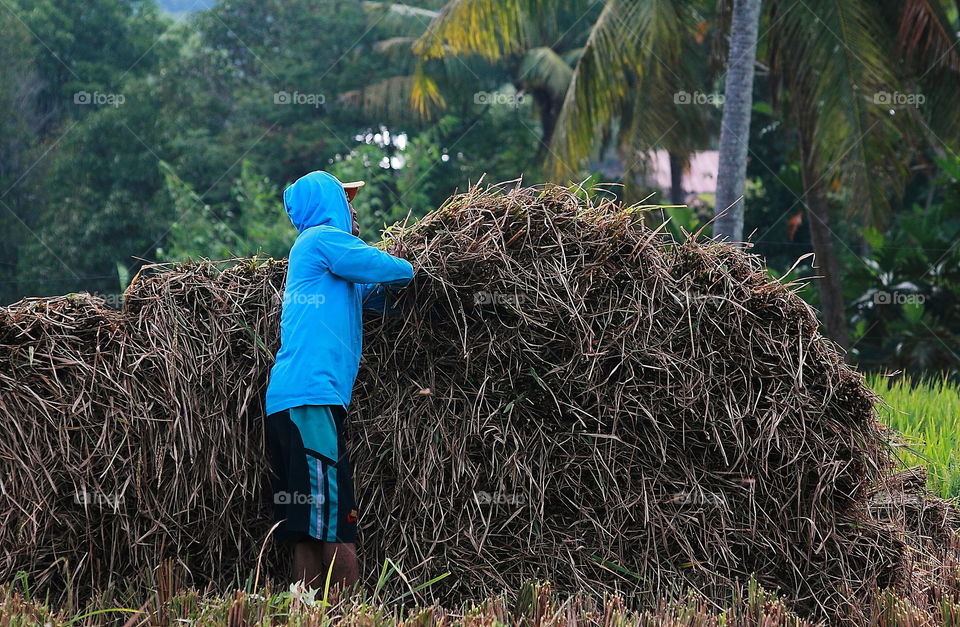 Paddy cutting result . One stage closer harvest after get maturebof paddy .