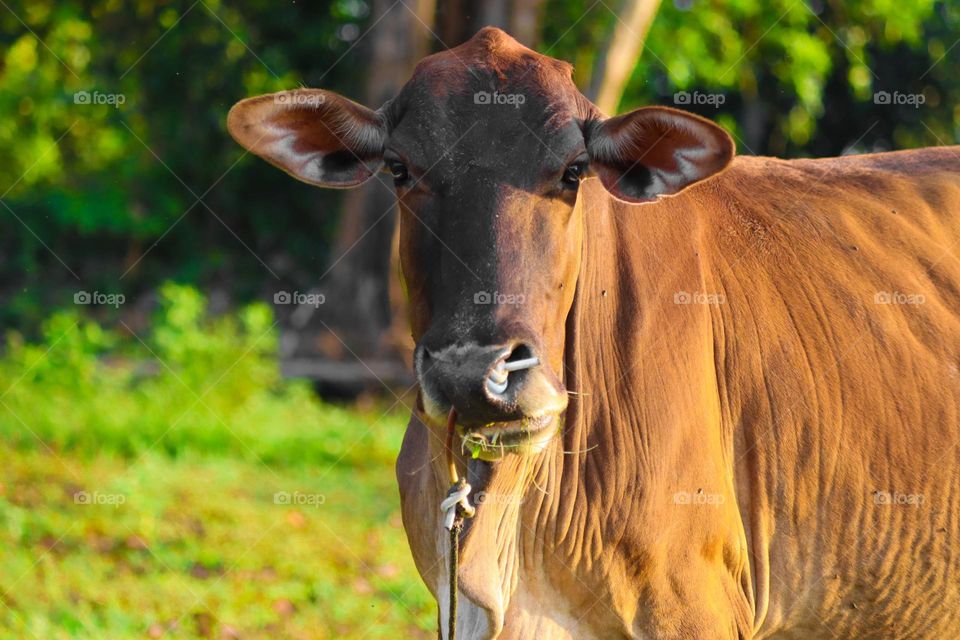 A cow is looking straight at the camera