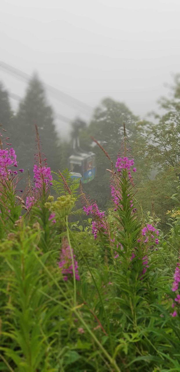 funicular