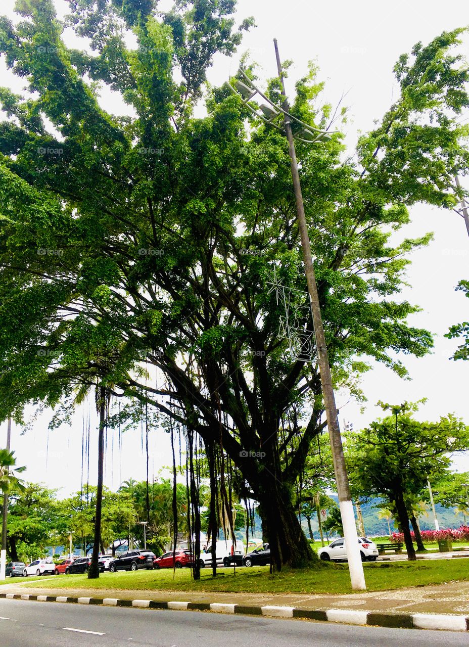 Uma árvore muito bonita com raizes e galhos chamando a atenção. Como a natureza é diversa...