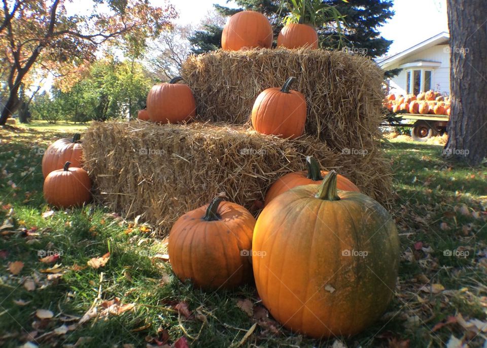 A Place For Pumpkins