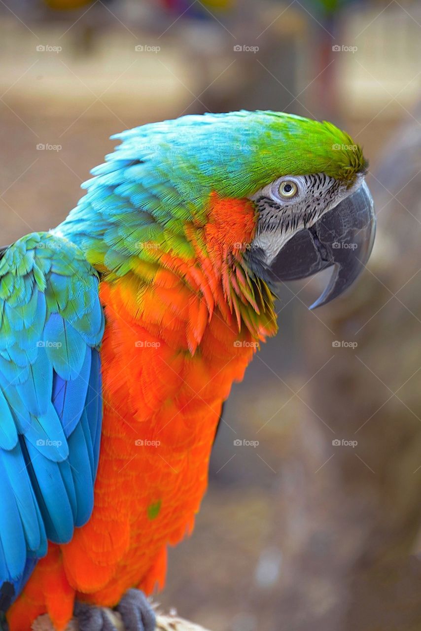 parrot