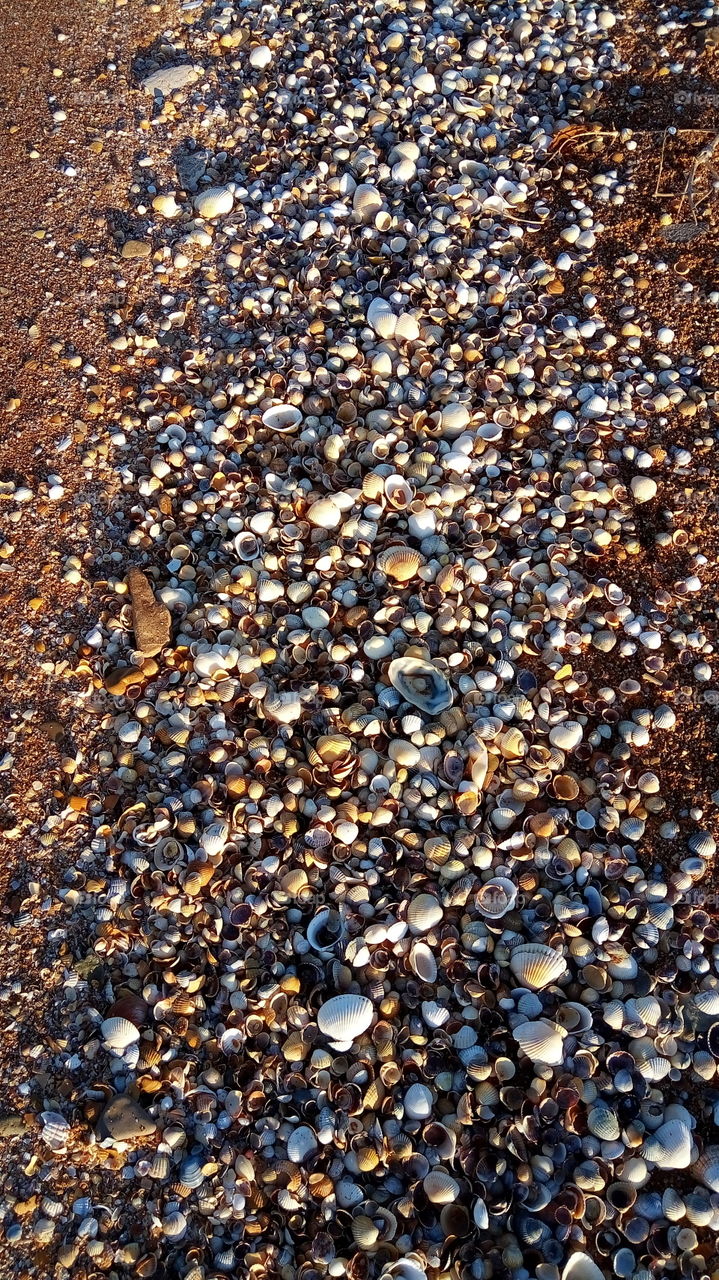ракушки.фактура.море.красивый.пляж.